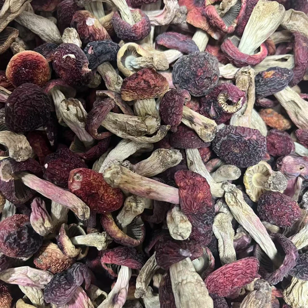 紫面中小红菇煲汤山货