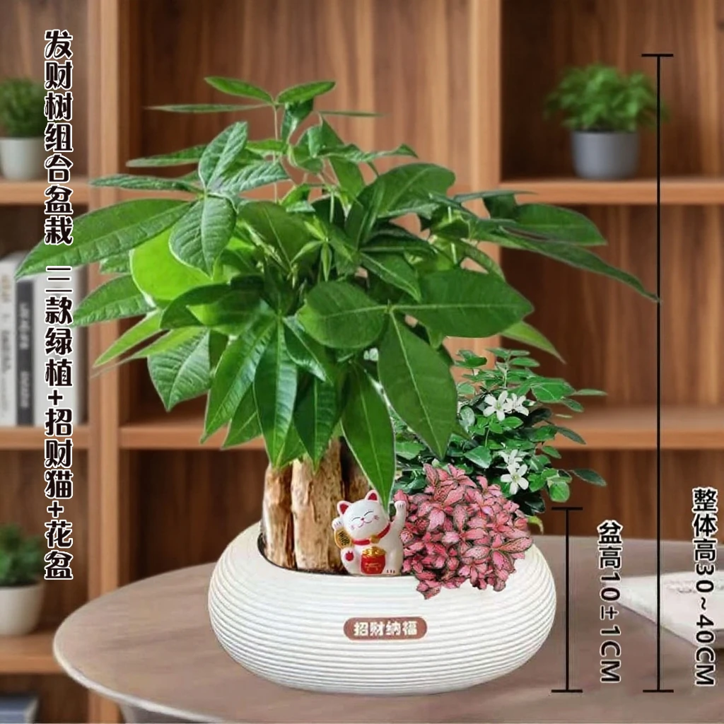 【发财树组合】室内植物客厅吸甲醛净化空气办公室花卉桌面绿植好养
