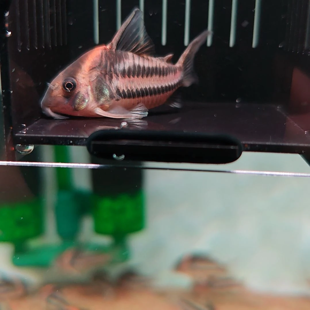 灯科鱼精选超级二线鼠鱼