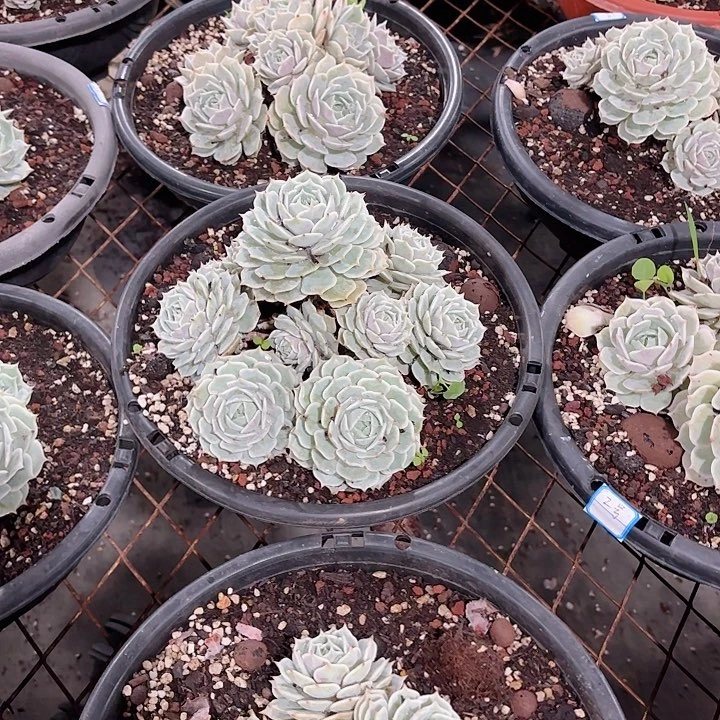 小**嘎露娜莲老桩手捧