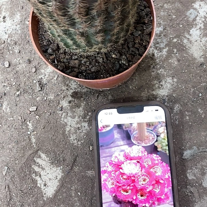 粉红女郎，高10公分左右