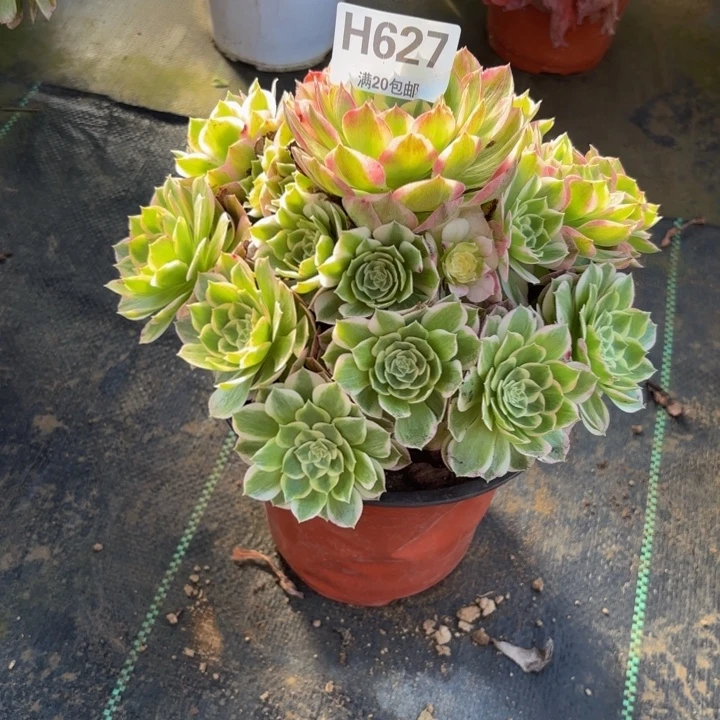 瑞妈，，。。。。627海王，