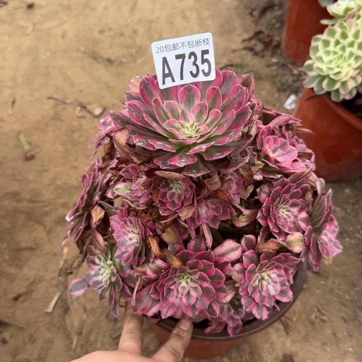 红铜白……多肉植物……
