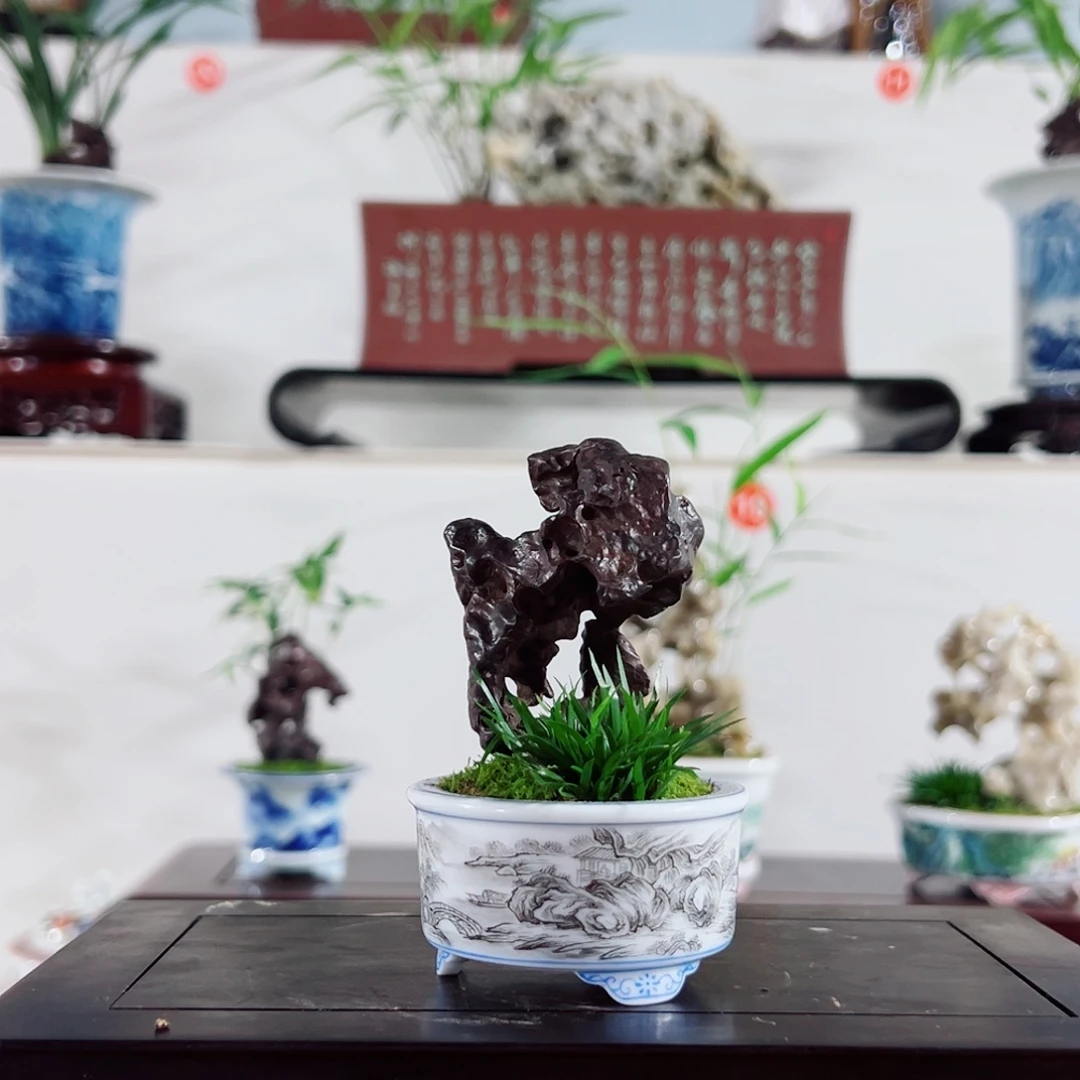 M***n无花朵盆景，菖蒲，太湖石