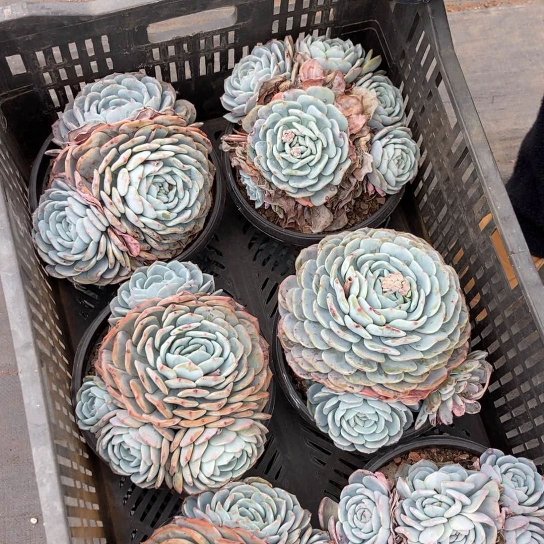 16.16雪茶勃朗峰个体随机发货一颗