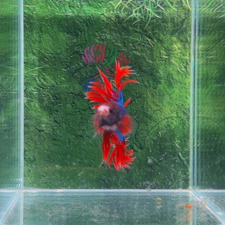 红海倒吊鱼所有朋友也有一个朋友