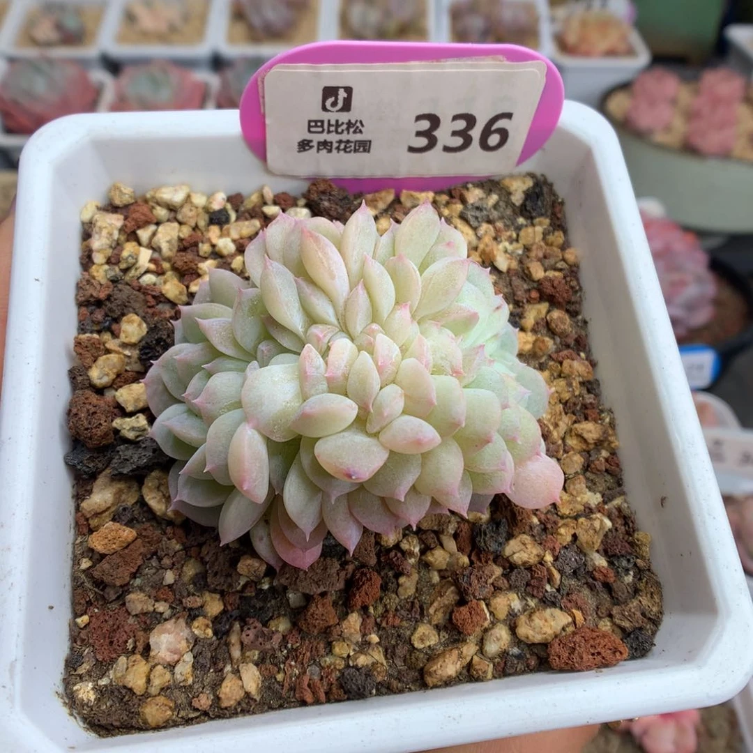 336甘露缀多肉植物