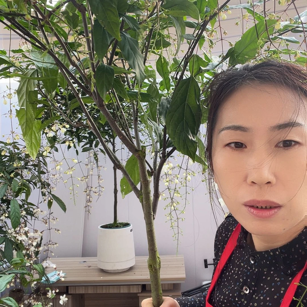 无花朵大颗垂丝茉莉一盆