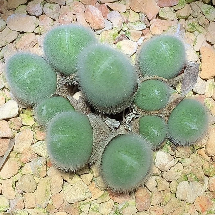 精品多肉植物精品多肉