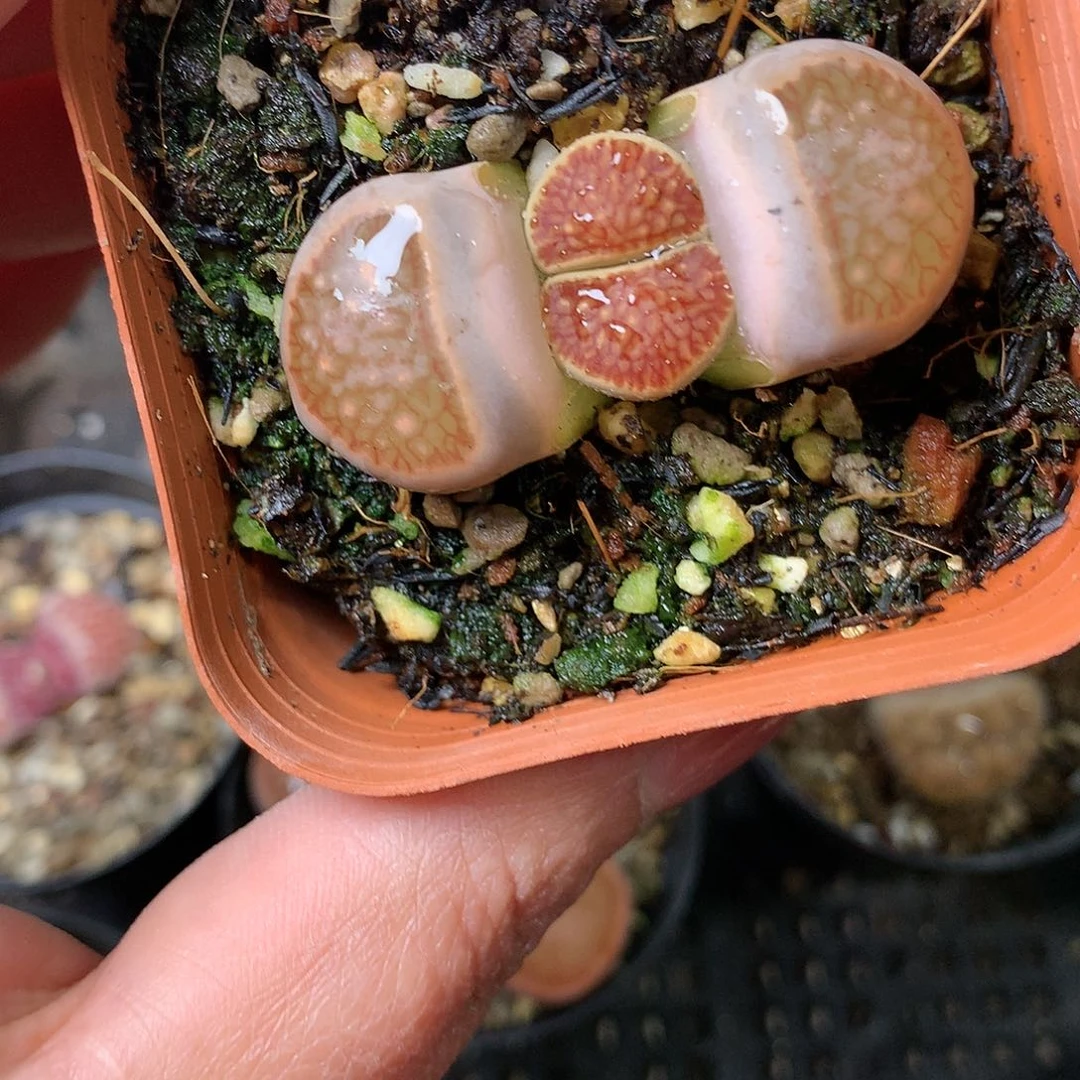 A329多肉植物保护研究所