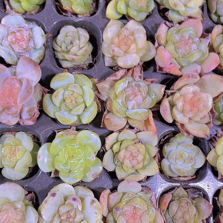 精品海梦多肉植物