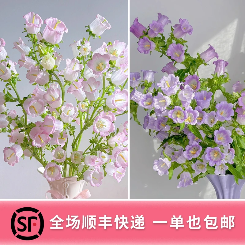 云南紫色＋粉色风铃花家用鲜花花束插花鲜花同城配送顺丰包邮发货