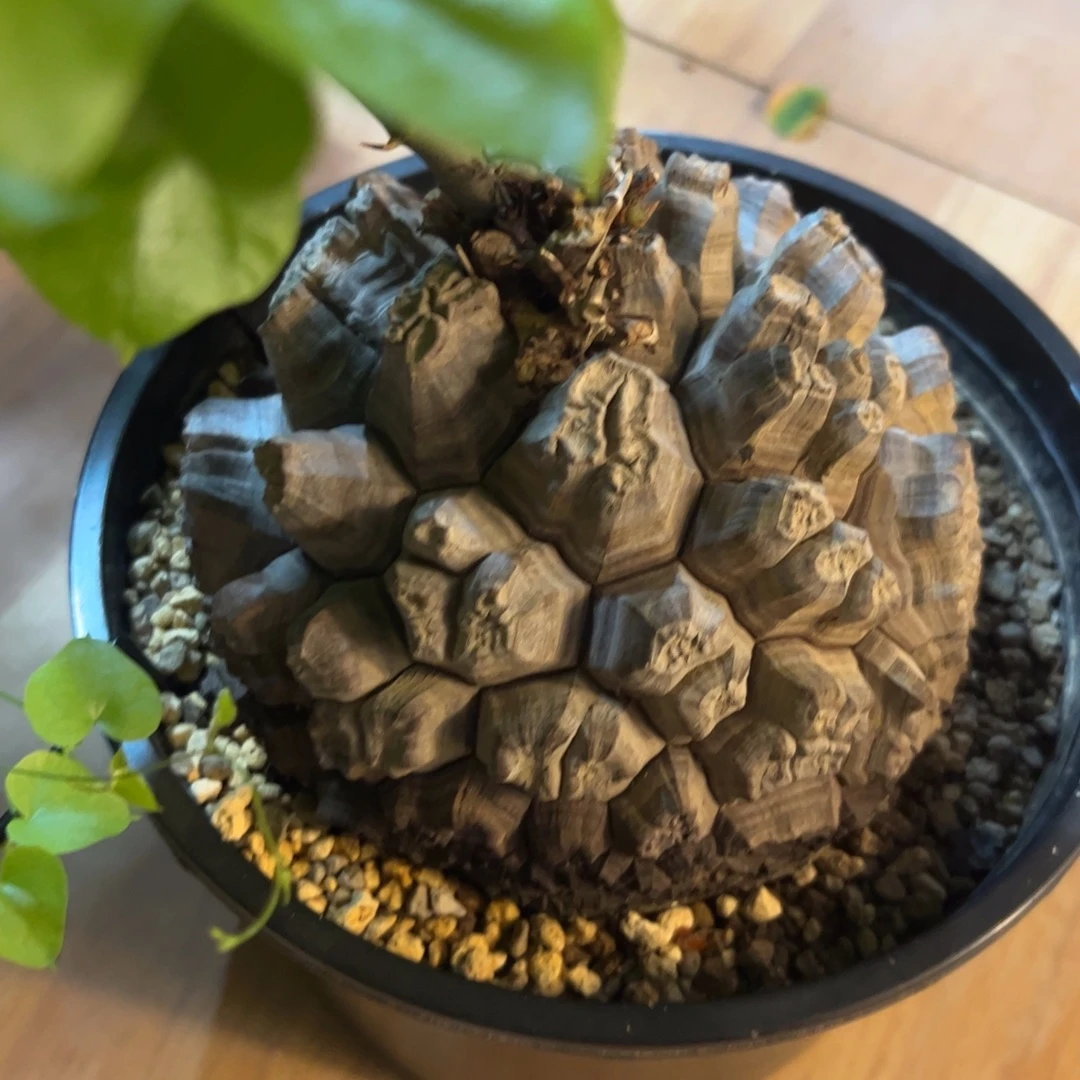 日系盆栽养定的龟甲龙666号