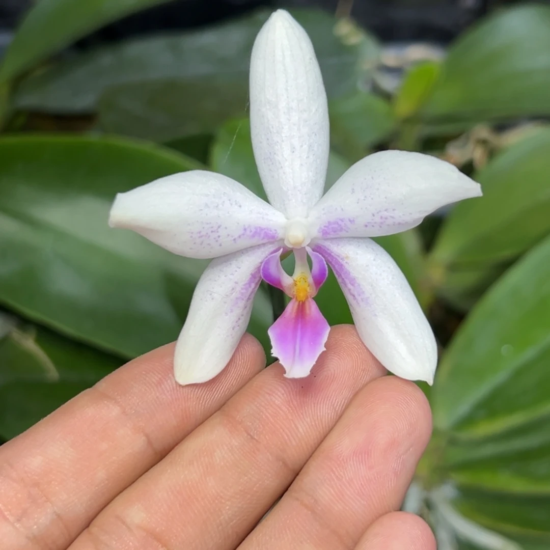 完全开放l320三寸ys1210