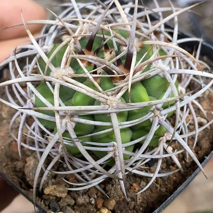 孤品实生密刺包刺五十铃碧岩玉5.3cm