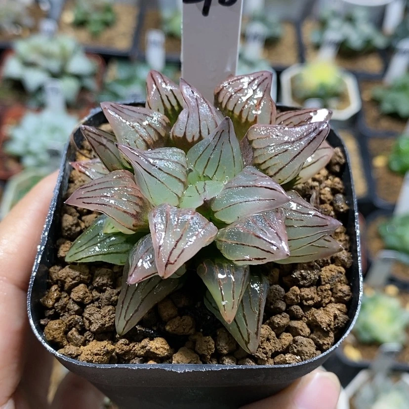 【闪购商品】298西瓜