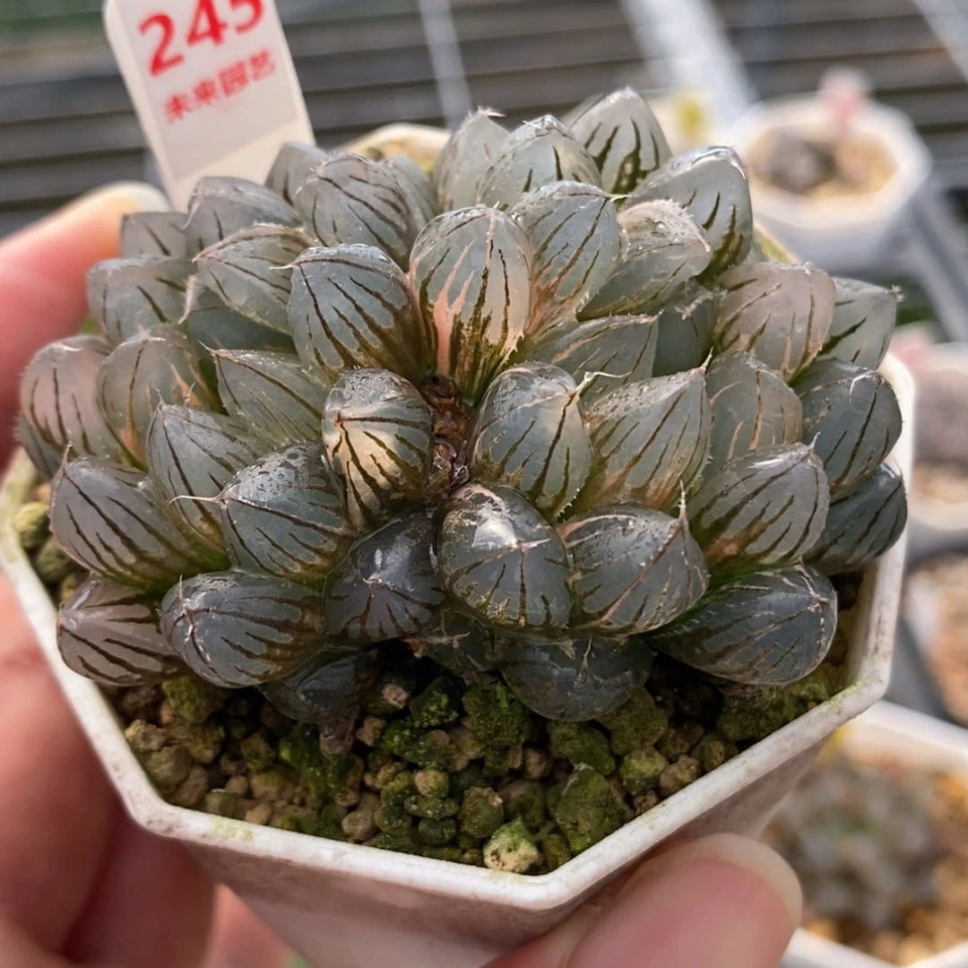 245霓虹灯玉露锦一物一拍