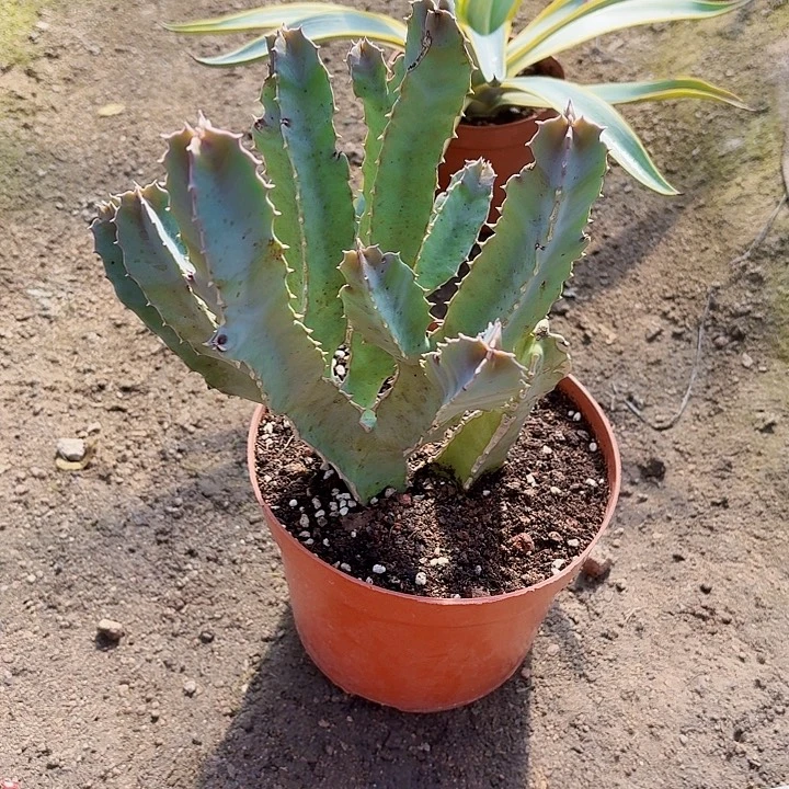 小***铃完全开放四方罗摩裸根