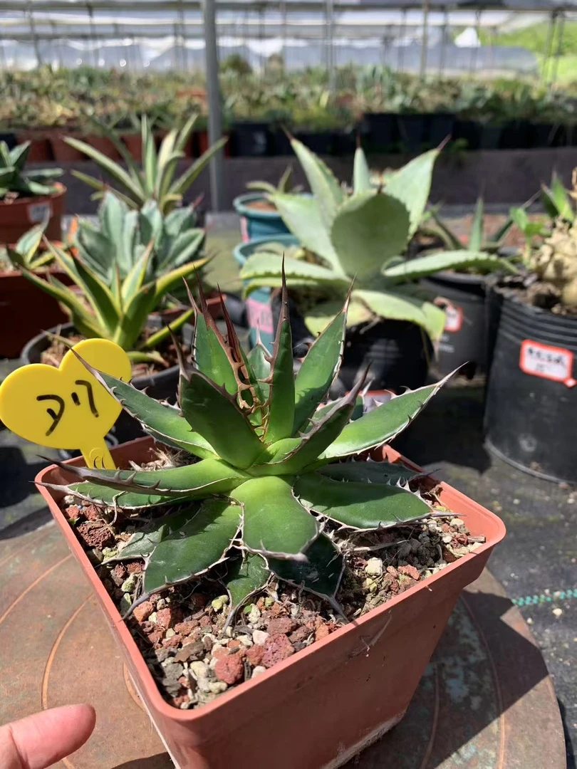 多肉植物姬霍利达满58元包邮不满补6元偏远地区到付