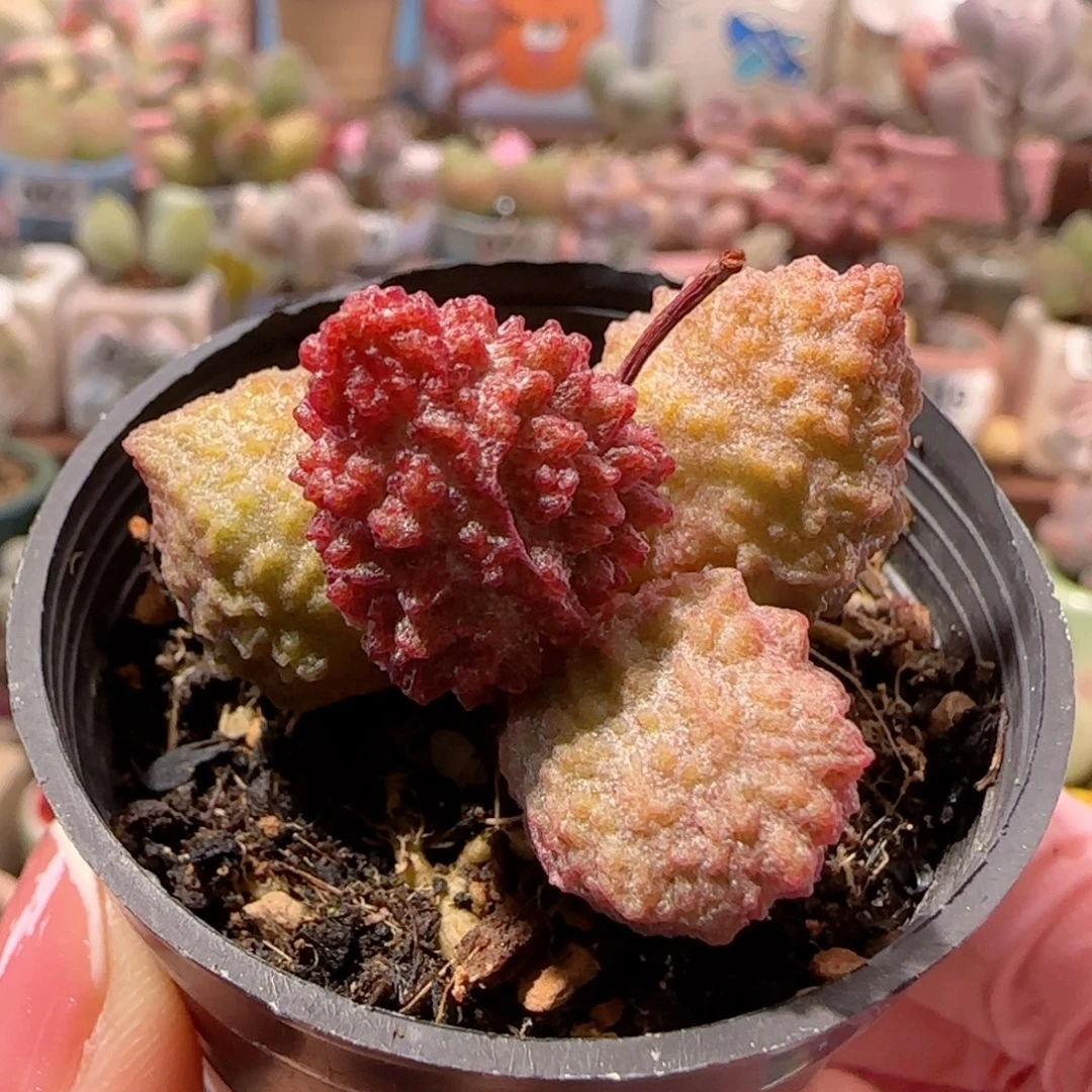 T杂交盆口  3.5cm