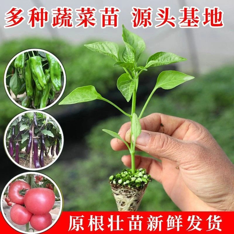 【大额菜苗】链接辣椒苗番茄苗茄子苗多种菜苗