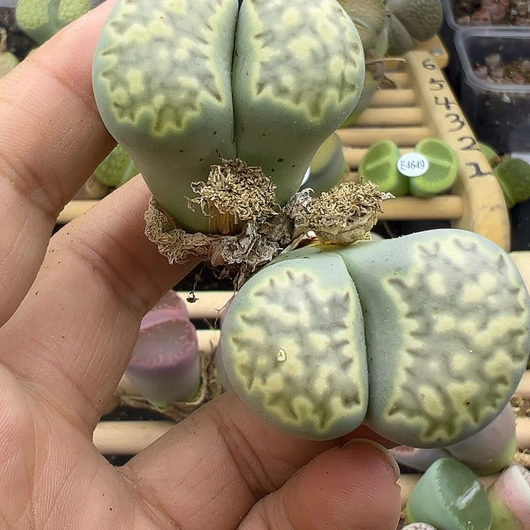 2674茶福来特殊窗福利