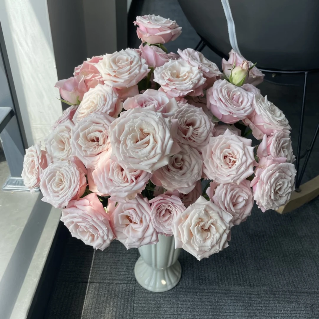 加购物车付款！姆齐亚小姐10支 （4把花一个邮费）