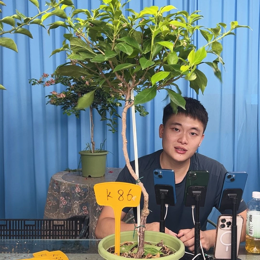 月****当前无花栽培后可以开花K86金夫人
