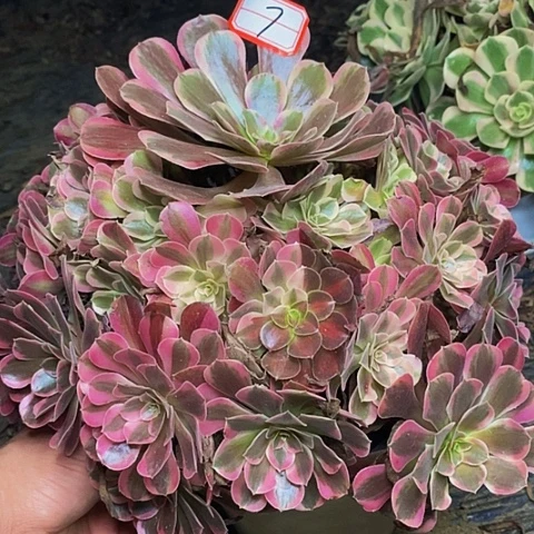 凤冠老桩捧花法师7号