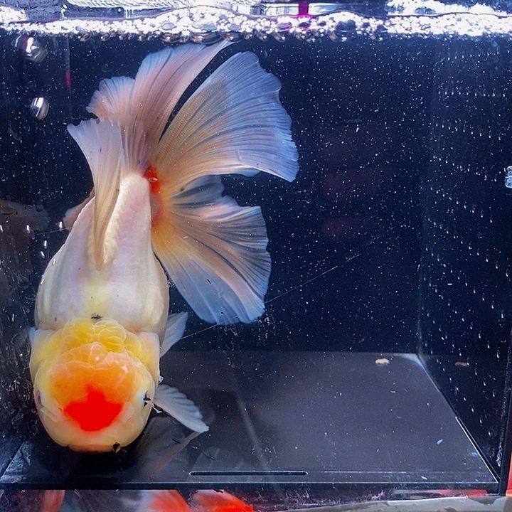 焕***海水金鱼头汤真的好吃