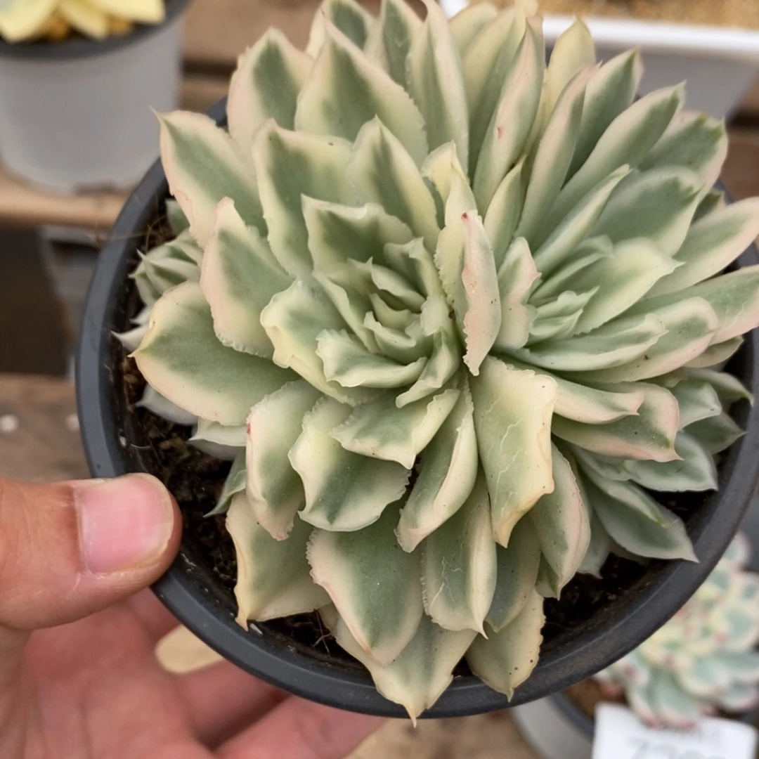 紫蝴蝶锦多肉植物7263
