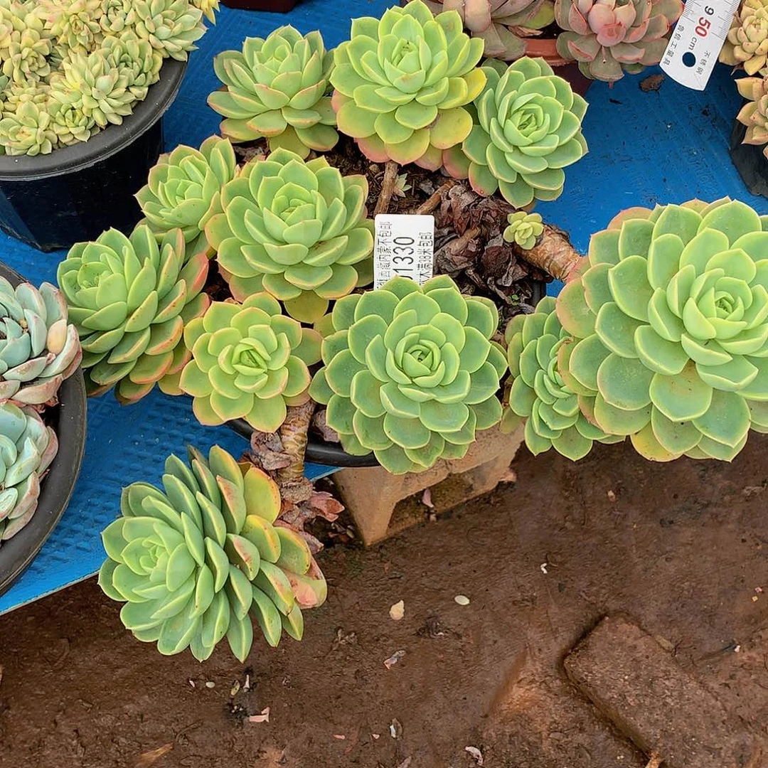 夏***金   哈密瓜01330