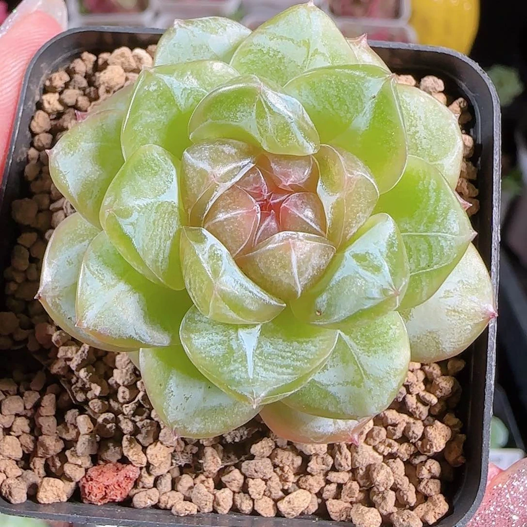 0719-:-41若画糖心珍妮
