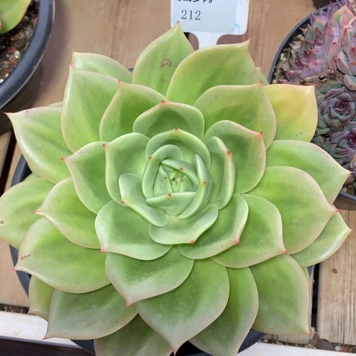 D212- 直播福利 翠鸟