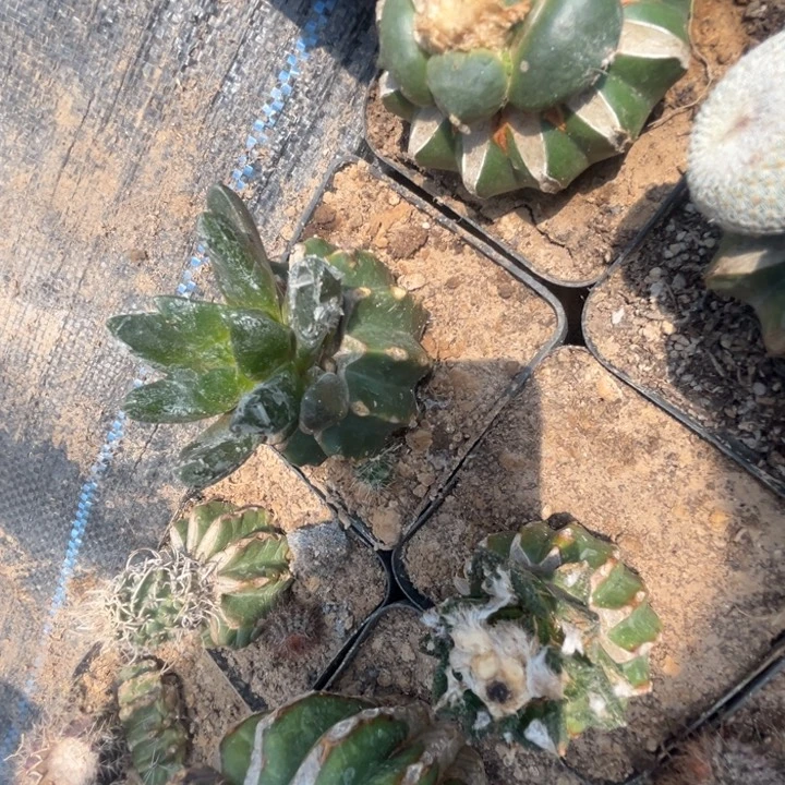南*鹿龙角巾草球嫁接仙人球