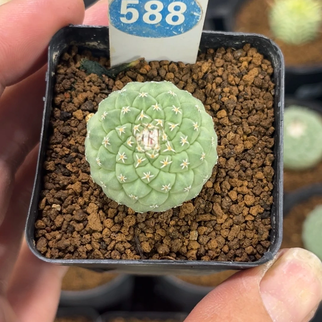 588实生菊水带盆带土