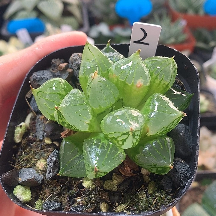 2号裹克一物一拍8888