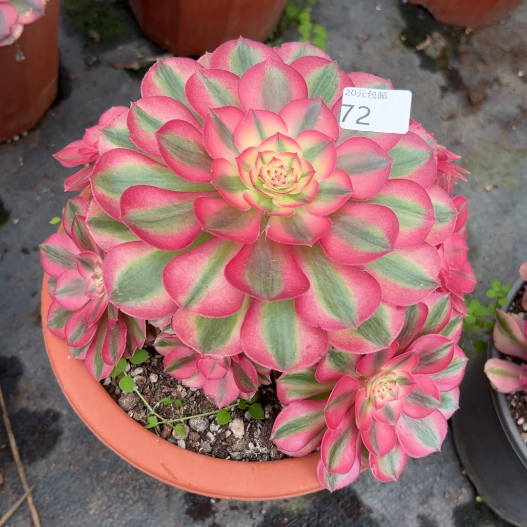 72倾城多肉植物系