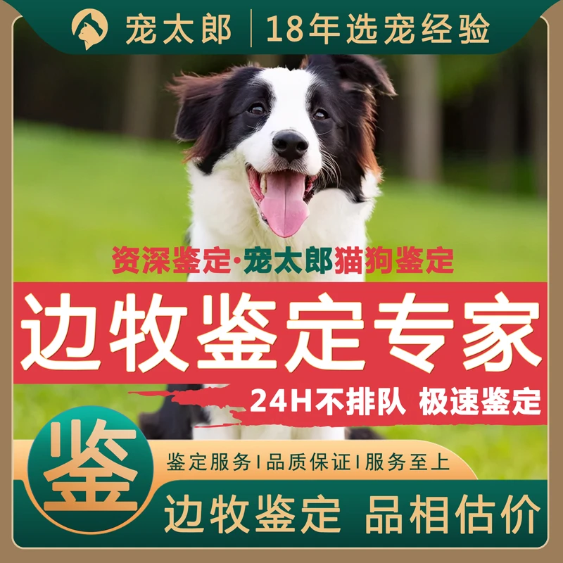 边牧鉴定咨询狗金边牧黑白边牧犬鉴定品相狗品种鉴定估价边牧挑选
