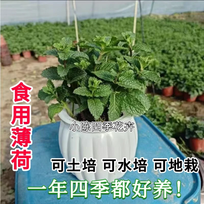 新鲜食用薄荷叶留兰香薄荷苗四季常青室内盆栽水培清香驱蚊吸甲醛