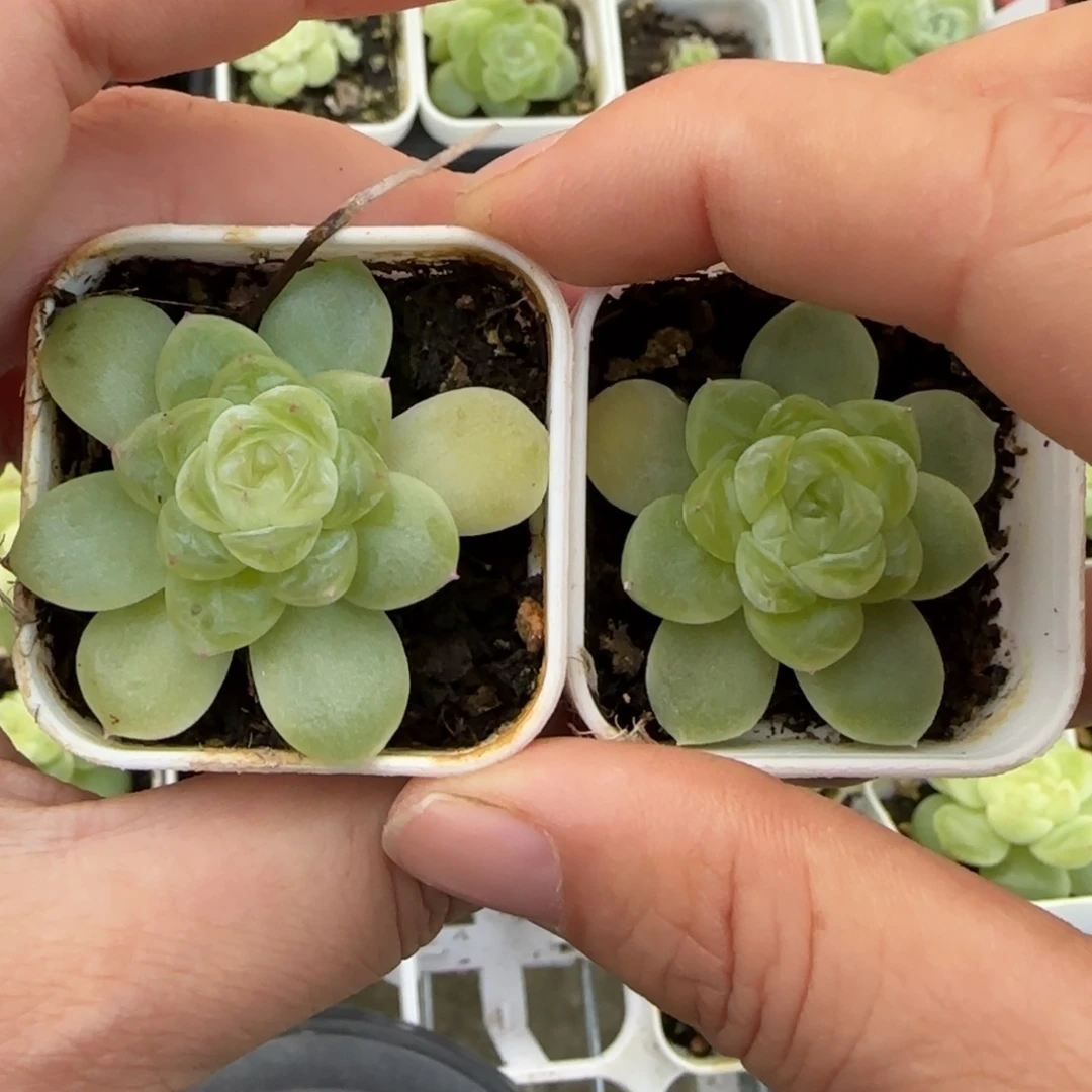 如意盆一个满25包邮