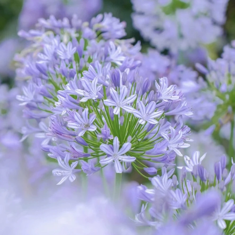 百子莲盆栽耐寒耐热多年生开花大户外庭院四季常青花境植物