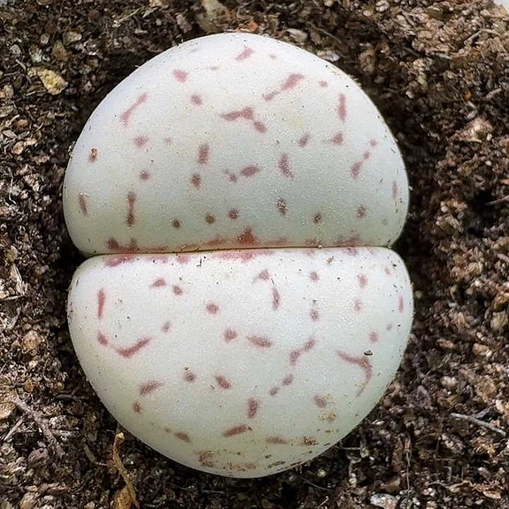 生石花1111121。   2.5左右。  869