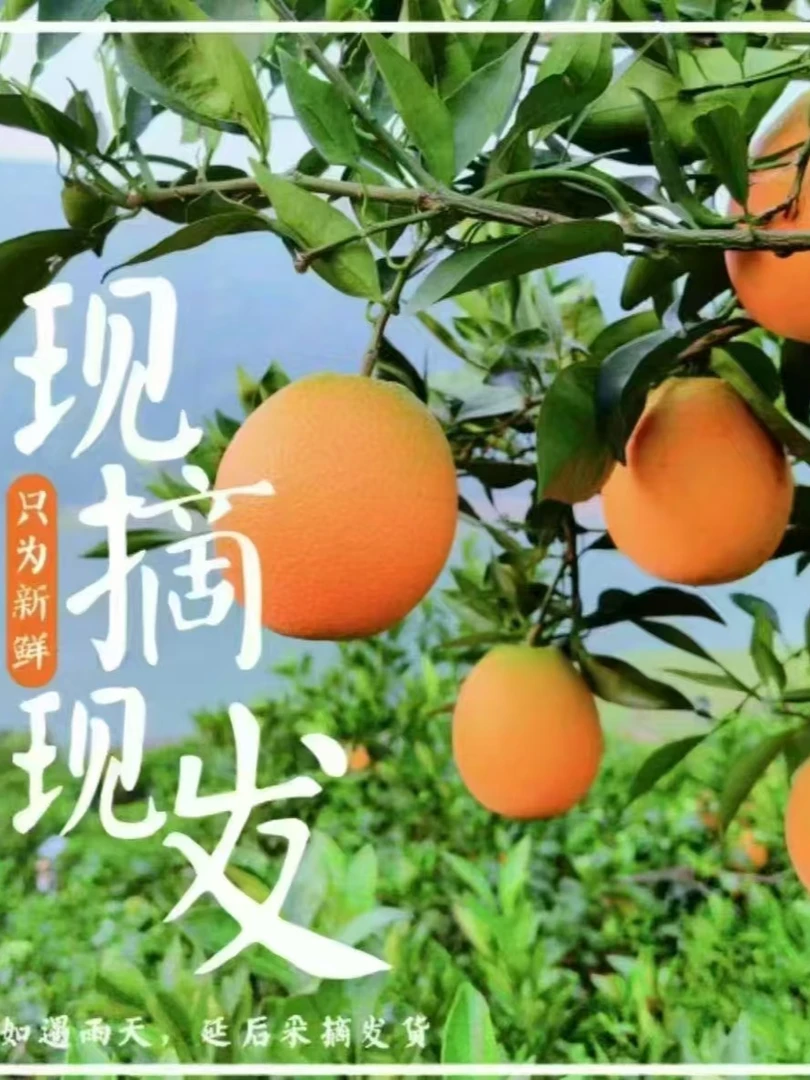 （京东包邮）正宗奉节脐橙草堂产地直发果子现摘现发（72-1）