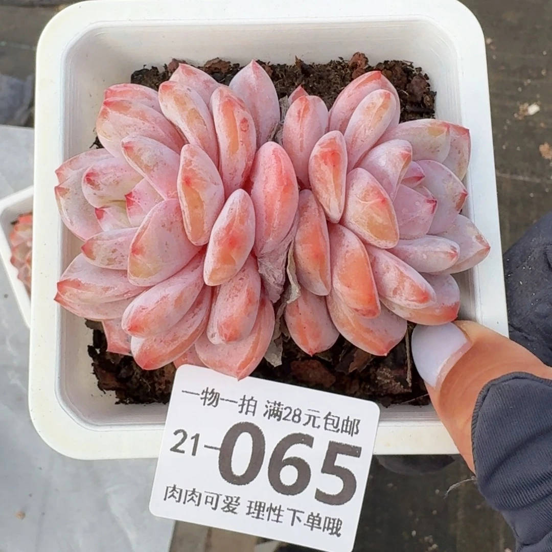 橙梦露无盆土发货无