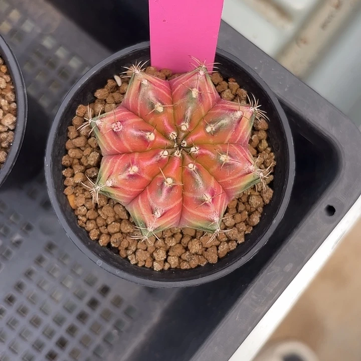 胖*?21-0511泰国发货多肉