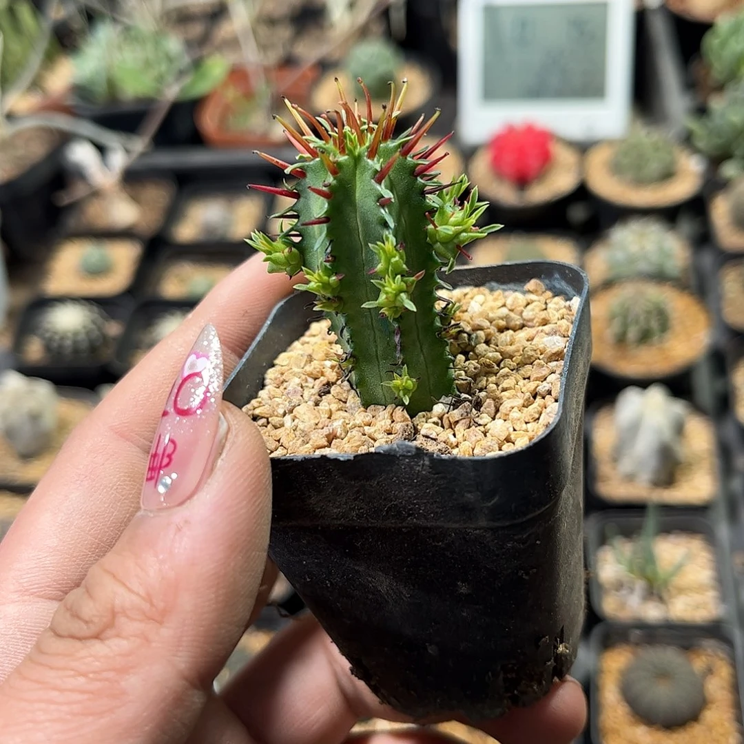 红刺麒麟有根发货有根