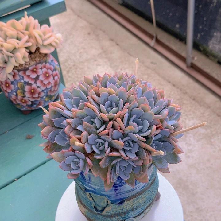 白茶朵朵自然小树群