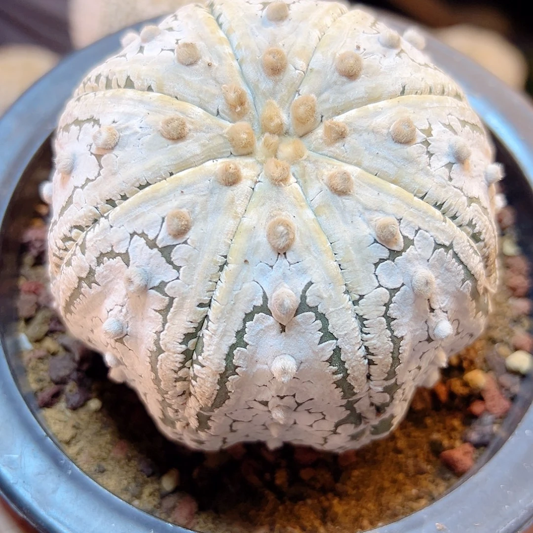 晚2号自根浓白海星兜8.9公分带盆