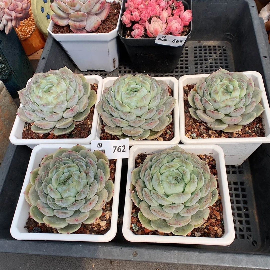 762白恋母本5颗多肉植物